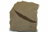 Fossil Willow (Salix) Leaf - Green River Formation, Utah #334311-1